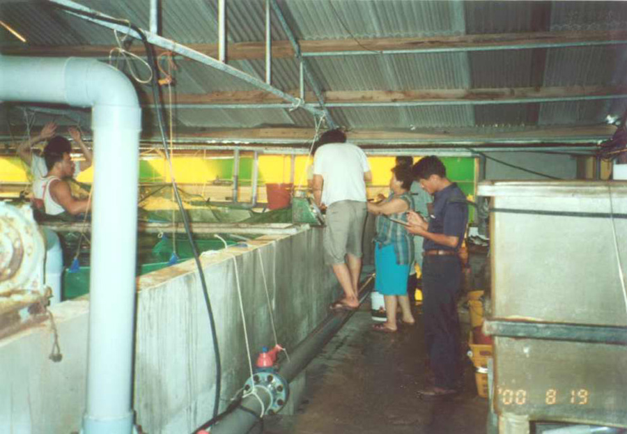2000년 수산종묘(우럭)방류사업