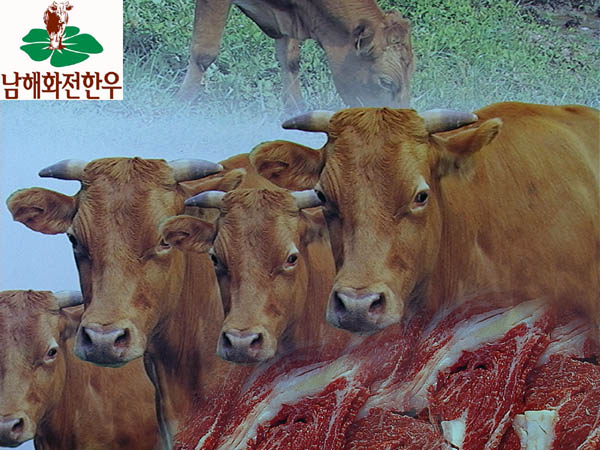 ‘화전한우’ 쇠고기 이력 추적시스템 시범사업 선정!