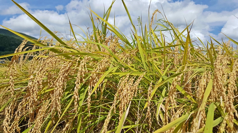 남해군, 쌀·밭·조건불리 직불제 통합 신청 접수