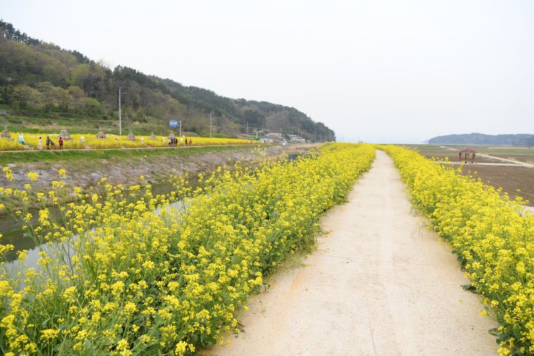 남해군 고현 둑방, 꽃피는 ‘화전별곡’ 프로젝트 착수