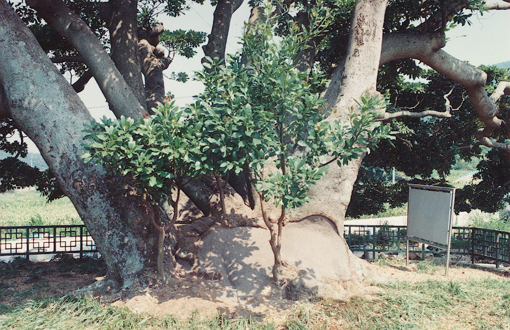 남해창선왕후박나무(천연기념물 제299...