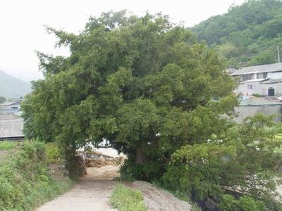 남해 죽전비자나무1