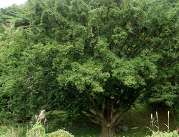 Torreya Nut Tree